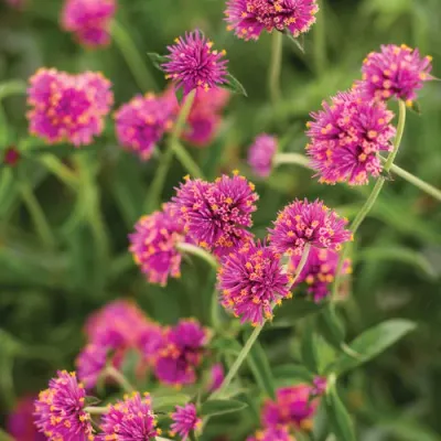 Gomfrena 'Truffula Pink' Gomphrena