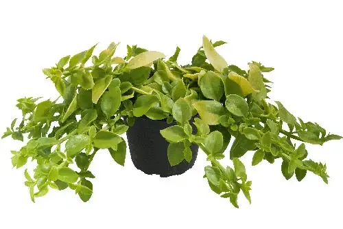 Przypołudnik 'Golden Cascade' Dorotka stokrotkowa sukulent Aptenia sercolistna Dorotheanthus