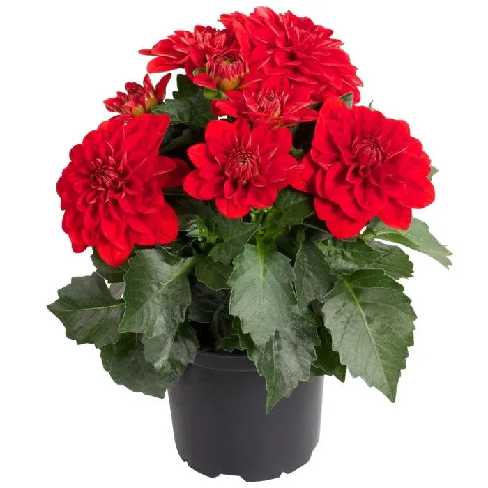 Dalia stojąca 'Dalina Samos' Dahlia