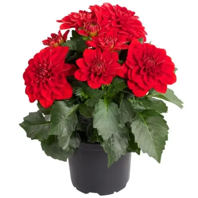 Dalia stojąca 'Dalina Samos' Dahlia