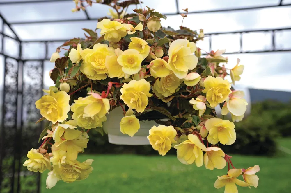 Begonia zwisająca 'Illumination® Lemon' Begonia tuberhybrida