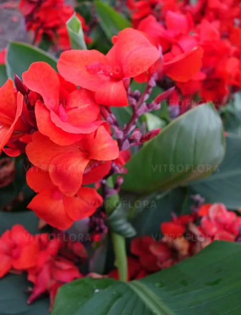 Kanna Paciorecznik 'Cannasun Emma' Canna