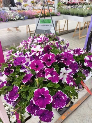 Petunia zwisająca 'Purple White Sky' Petunia hybrida