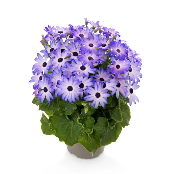 Senetti 'POP! Crushed Lilac'