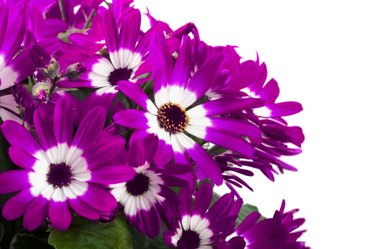 Senetti 'POP! Flashy Fuchsia'