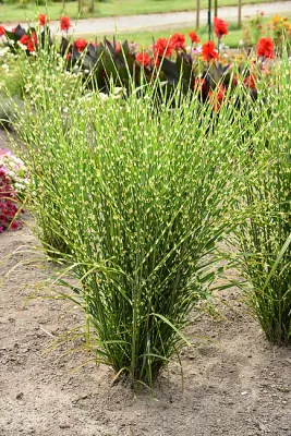 Miskant chiński 'Strictus' Miscanthus sinensis