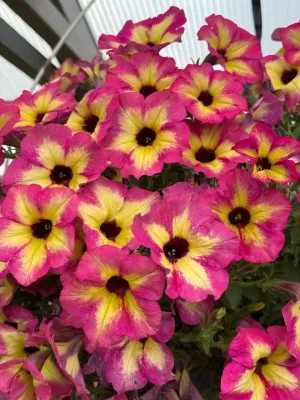 Petunia zwisająca 'Alpetunia® Magenta Yellow Star' Petunia hybrida