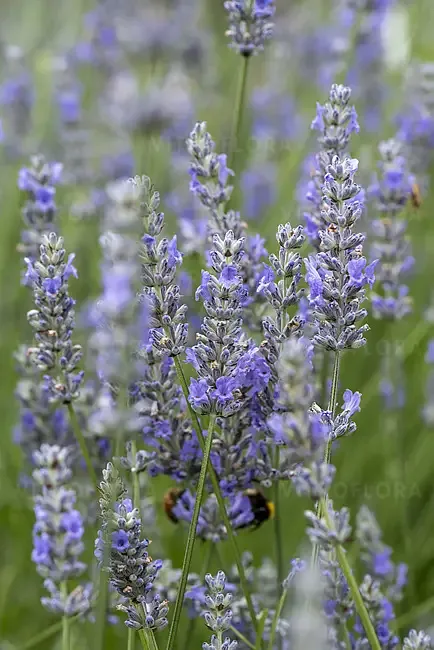 Lawenda 'Provence' Lavandula intermedia