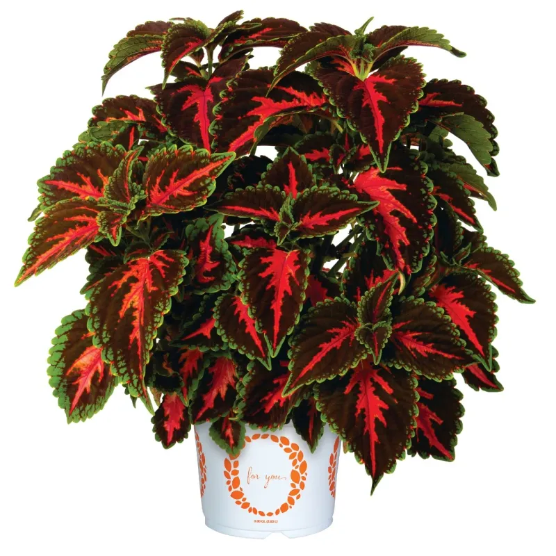 Koleus 'Main Street Franklin Street' Coleus