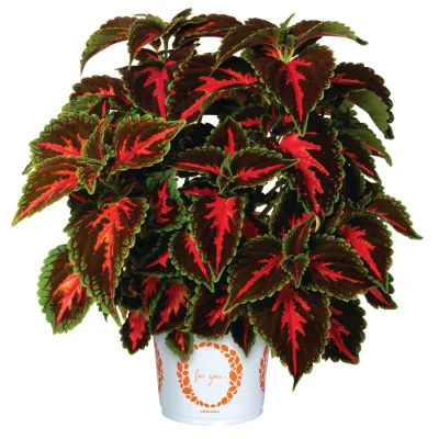 Koleus 'Main Street Franklin Street' Coleus