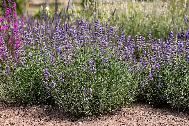 Lawenda 'Hidcote Blue Strain' Lavandula angustifolia