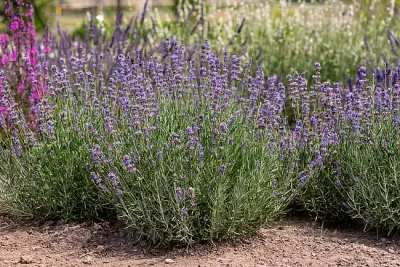 Lawenda 'Hidcote Blue Strain' Lavandula angustifolia