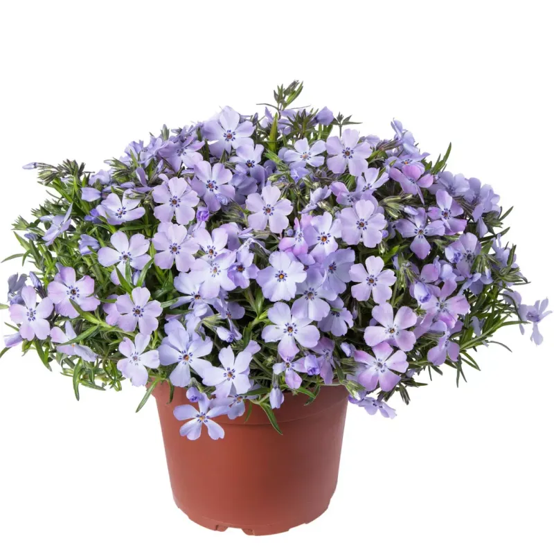 Floks płożący 'GoldiPhlox Lavender' Phlox hybrida