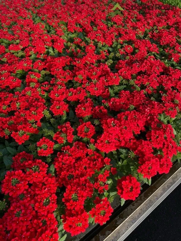 Werbena zwisająca 'Drums® Red' Verbena hybrida