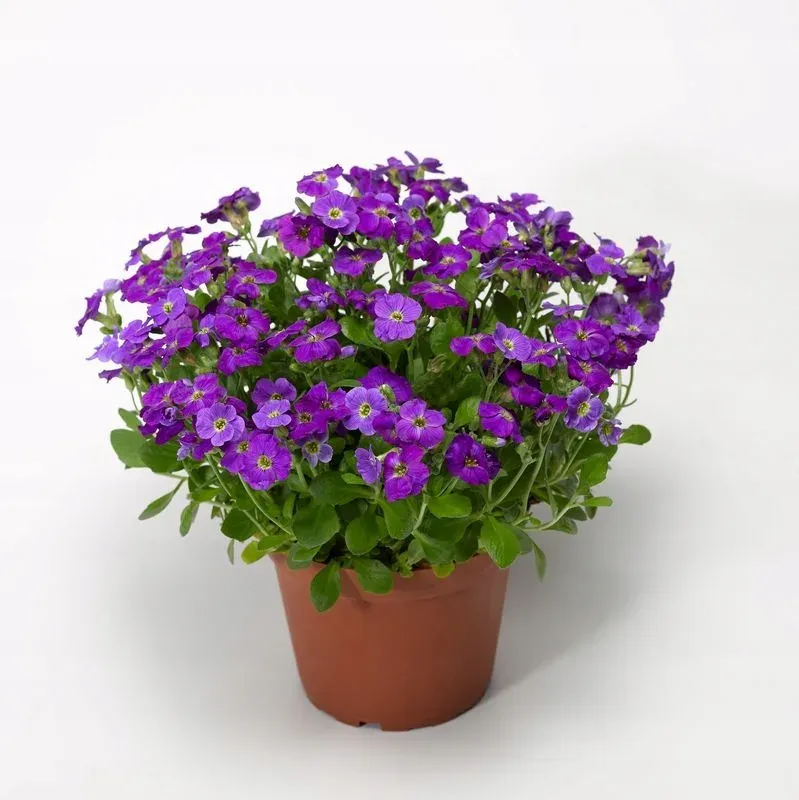 Żagwin 'Glacier Violet' Aubrieta hybrida
