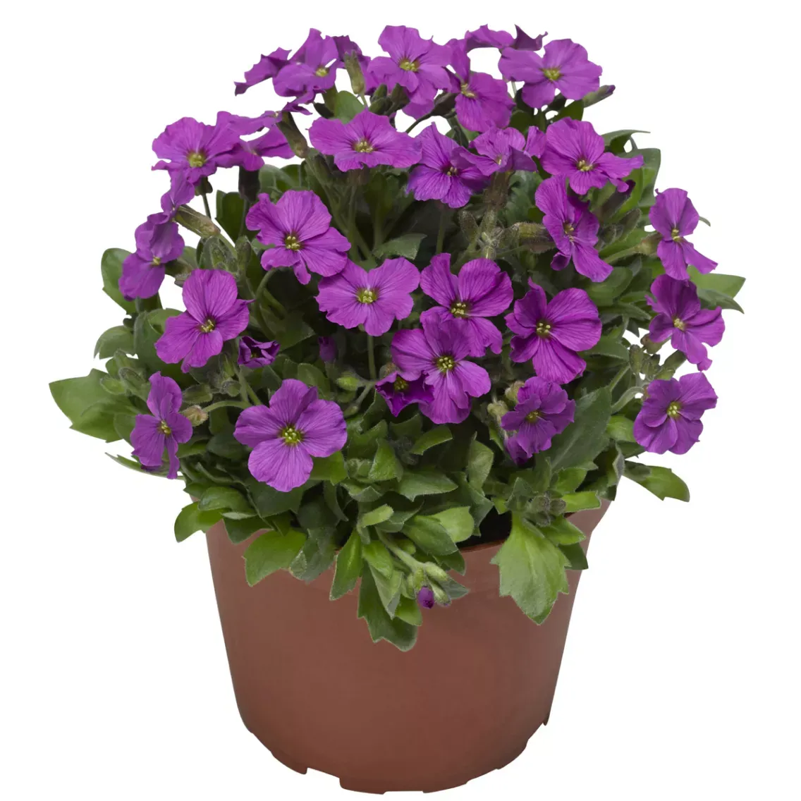 Żagwin 'Axcent Antique Rose' Aubrieta hybrida