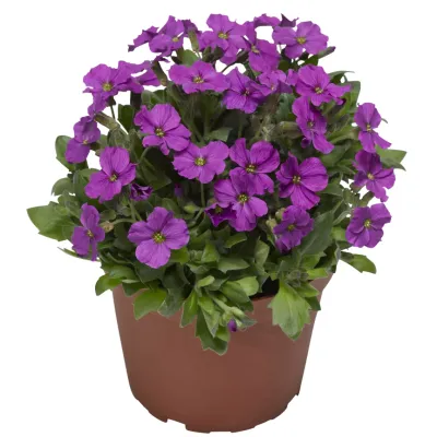 Żagwin 'Axcent Antique Rose' Aubrieta hybrida