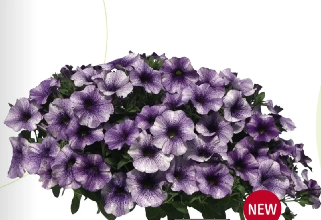 Petunia zwisająca 'The Power Sisters Violet Vicky' Calibrachoa x Petunia
