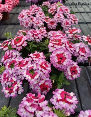 Werbena zwisająca 'Drums® Purple Red' Verbena hybrida