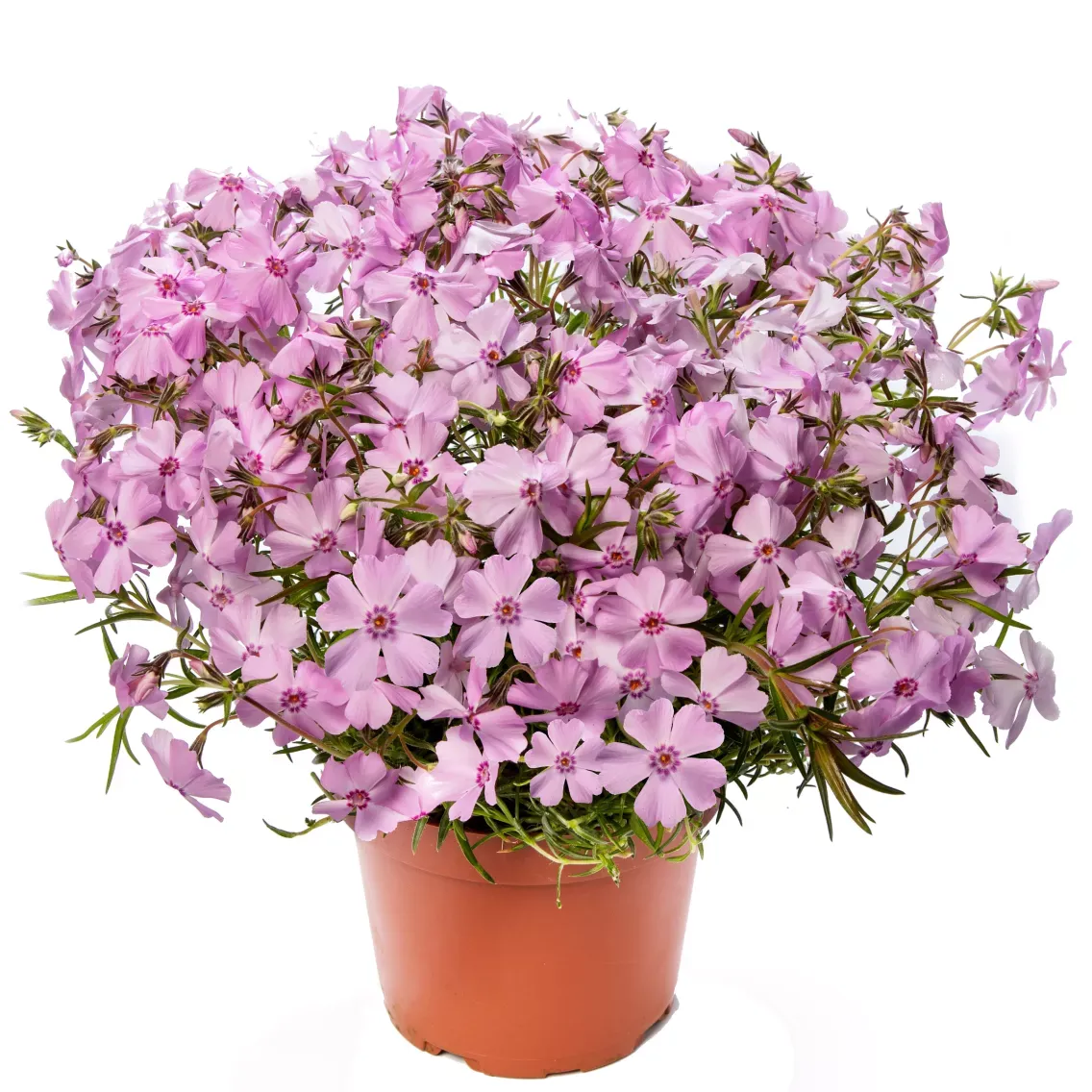 Floks płożący 'GoldiPhlox Light Pink' Phlox hybrida