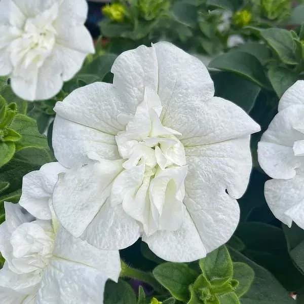Petunia zwisająca podwójna 'Pure White' Petunia hybrida