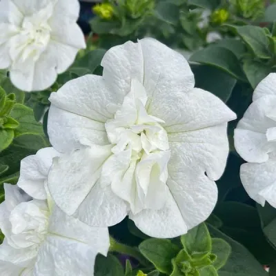 Petunia zwisająca podwójna 'Pure White' Petunia hybrida
