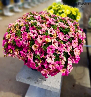 Petunia zwisająca Różowy Kameleon Petunia hybrida