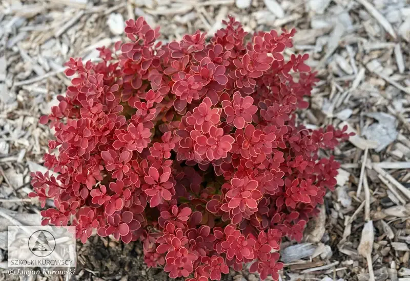 Berberys 'Red Hot Chili' Berberis thunbergii