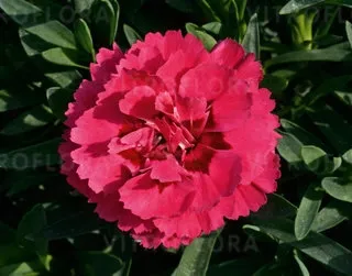 Goździk 'Oscar®' Dianthus hybrida