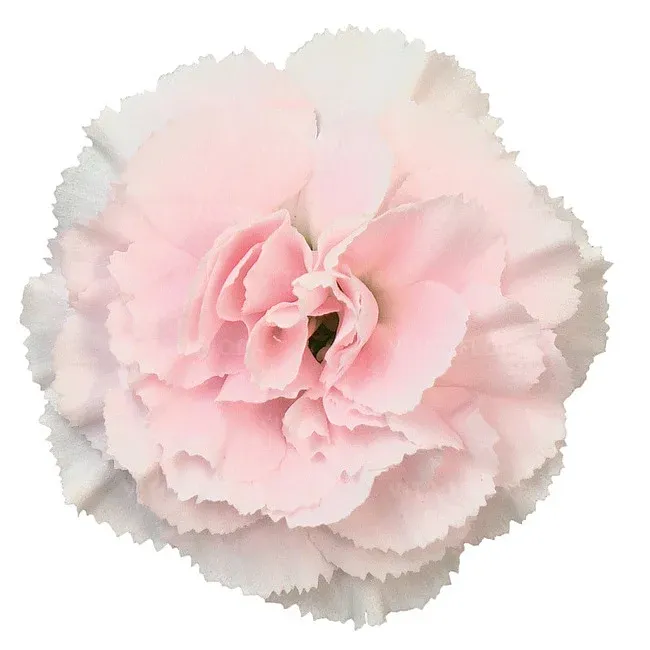 Goździk 'SuperTrouper® Pia' Dianthus hybrida