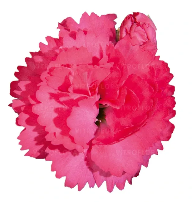 Goździk 'Colores Dulce' Dianthus hybrida