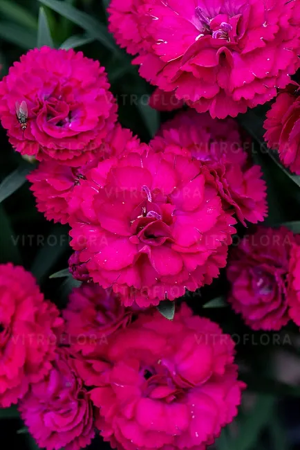 Goździk 'Paddock Violet' Dianthus hybrida