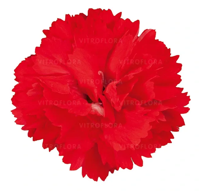 Goździk 'Colores Amor' Dianthus hybrida