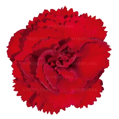 Goździk 'Colores Sangre' Dianthus hybrida