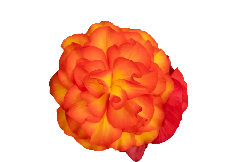 Begonia stojąca bulwiasta Flame Begonia tuberhybrida