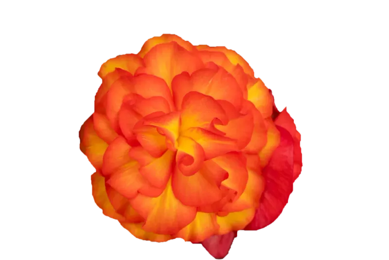 Begonia stojąca bulwiasta Flame Begonia tuberhybrida