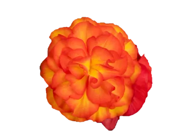 Begonia stojąca bulwiasta Flame Begonia tuberhybrida