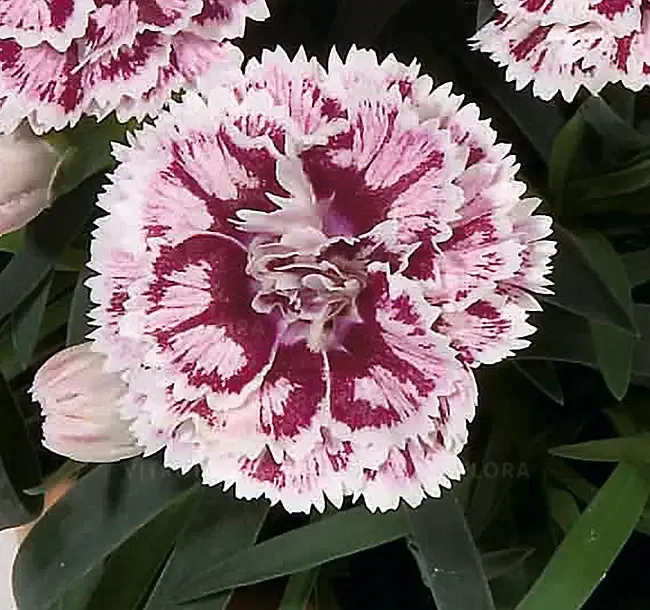 Goździk 'DiaDeur Sissy' Dianthus hybrida