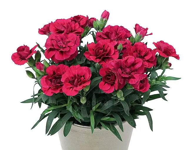 Goździk 'Oscar® Purple' Dianthus hybrida