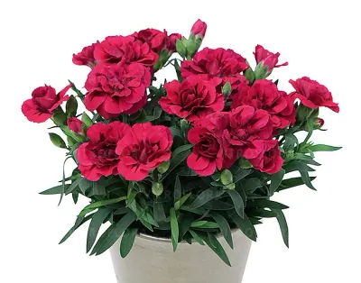 Goździk 'Oscar® Purple' Dianthus hybrida