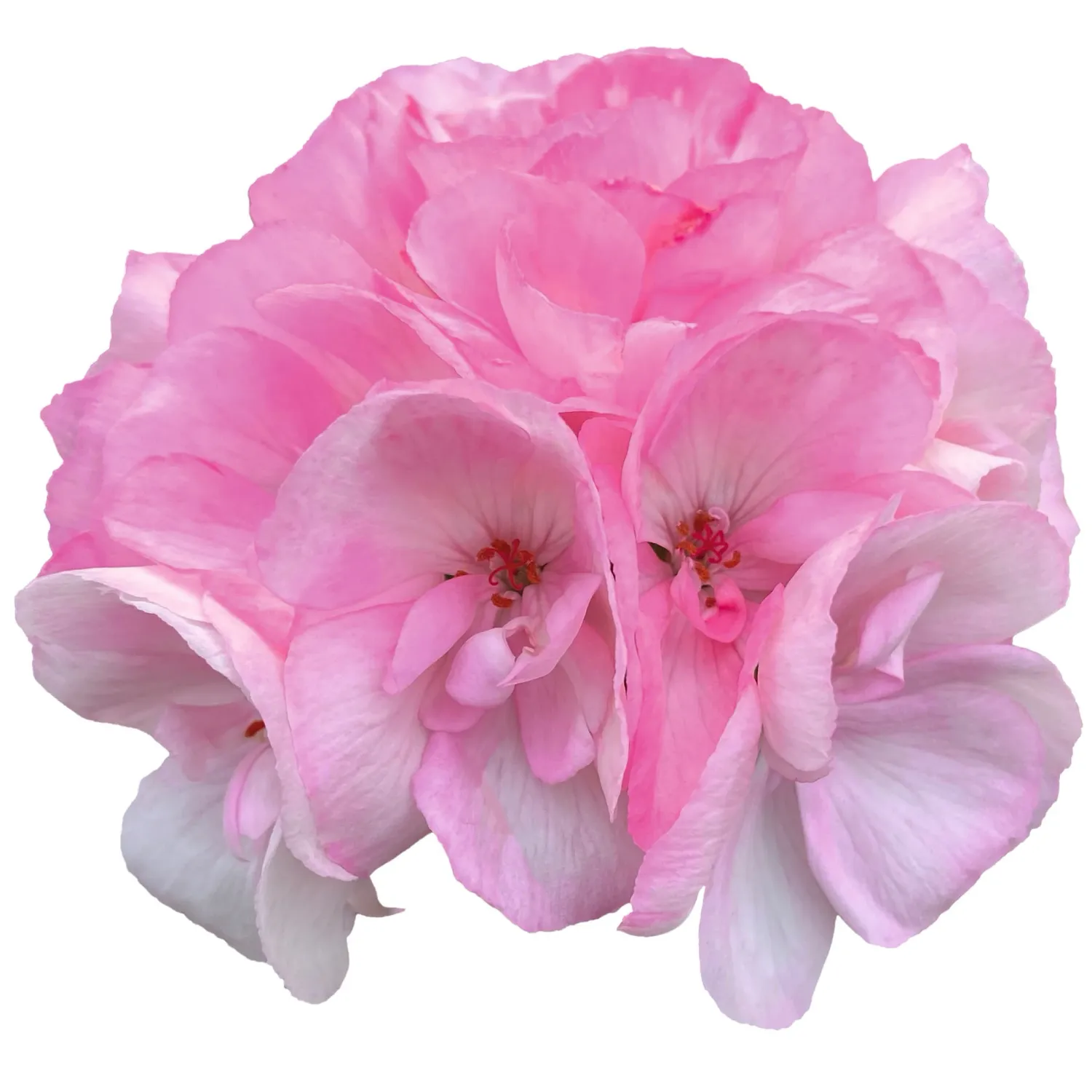 Pelargonia stojąca królewski róż Pelargonium zonale