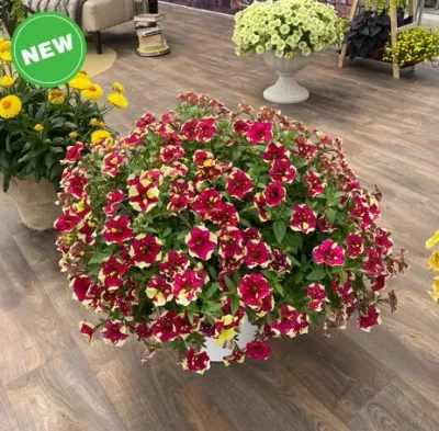 Petunia zwisająca 'TopTunia Spotty Red' Petunia hybrida