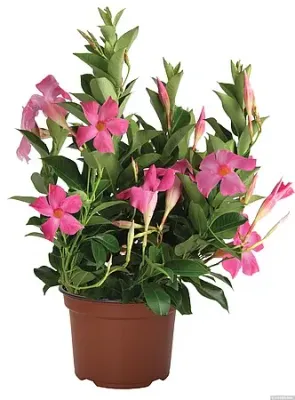 Dipladenia 'Flordenia Pink' Mandevilla