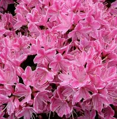 Azalia japońska 'Kermesina Rosé' Azalea japonica