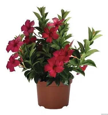 Dipladenia 'Flordenia Dark Red' Mandevilla