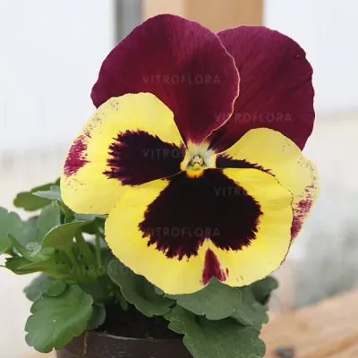 Bratek truskawkowe lody