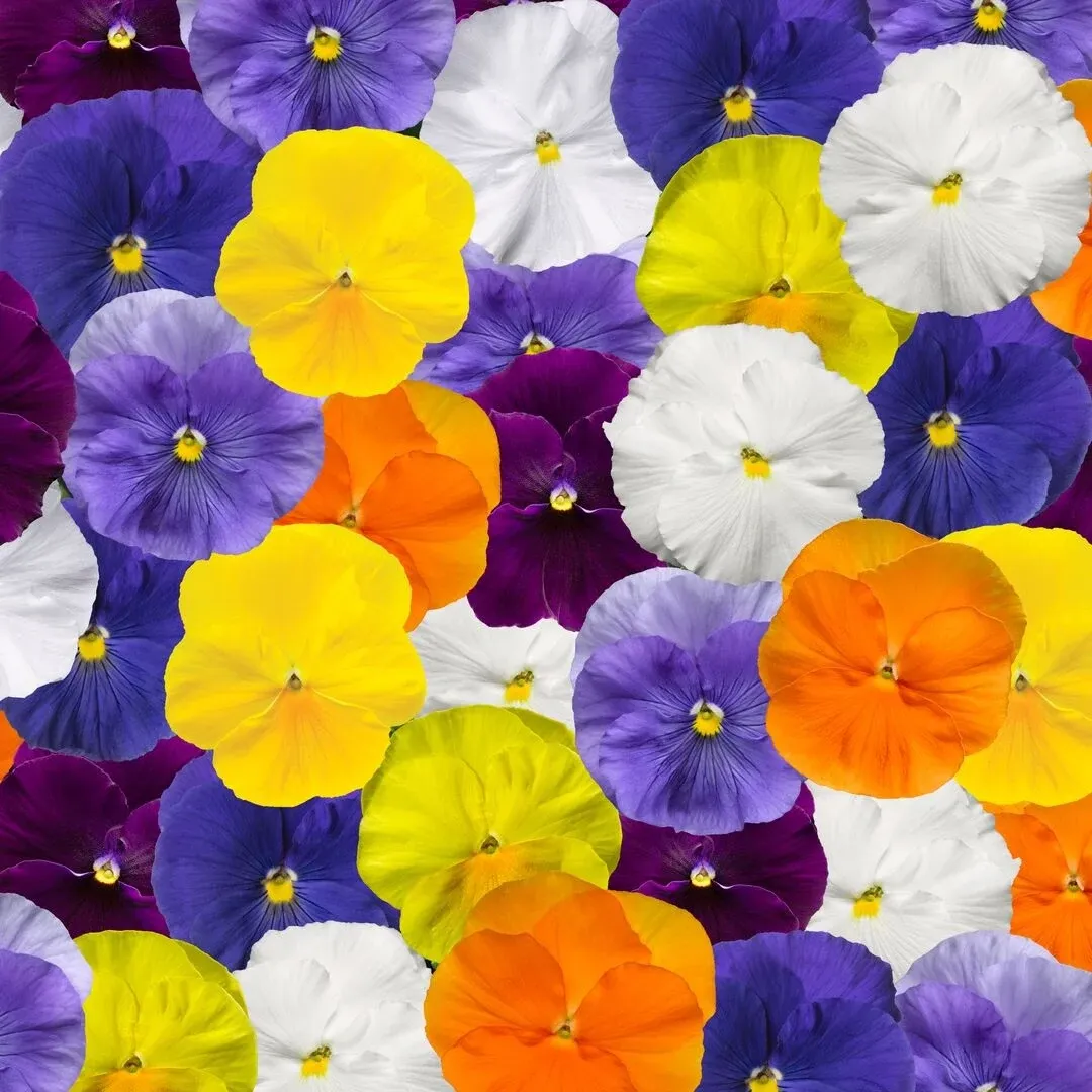 Bratek 'Clear color' mieszanka kolorów Bratki sadzonki