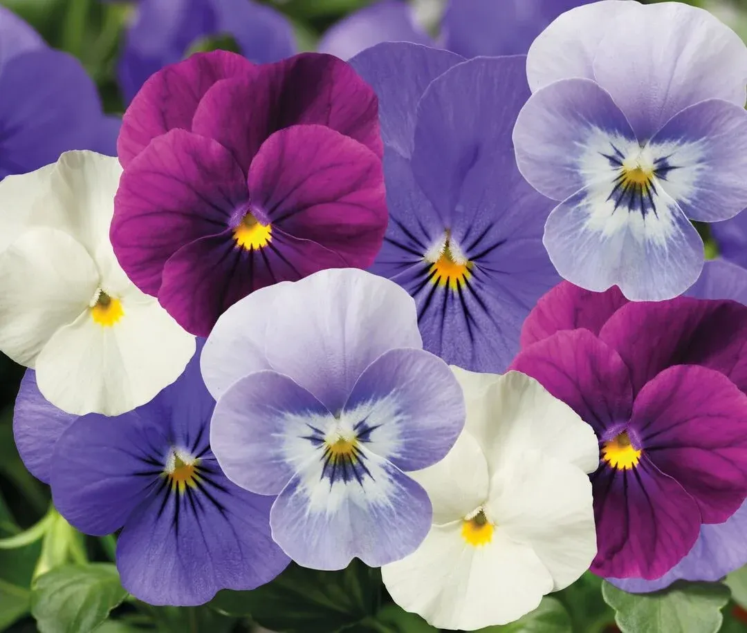 Bratek drobne MINI Plum mix kolorów