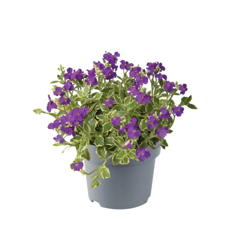 Żagwin 'Dr. Mules Variegated' Aubrieta hybrida