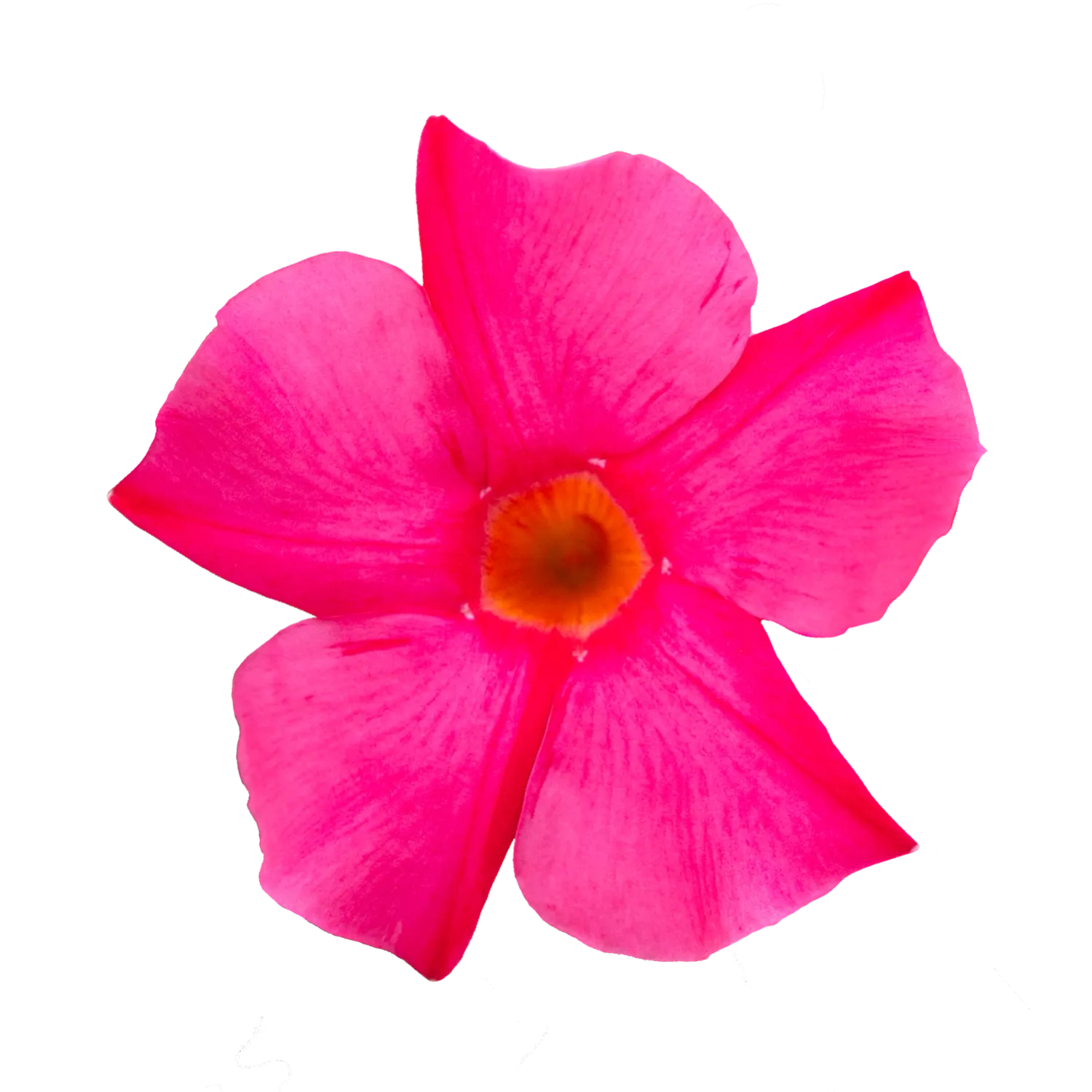 Sundaville® Dipladenia 'Early Pink' Mandevilla